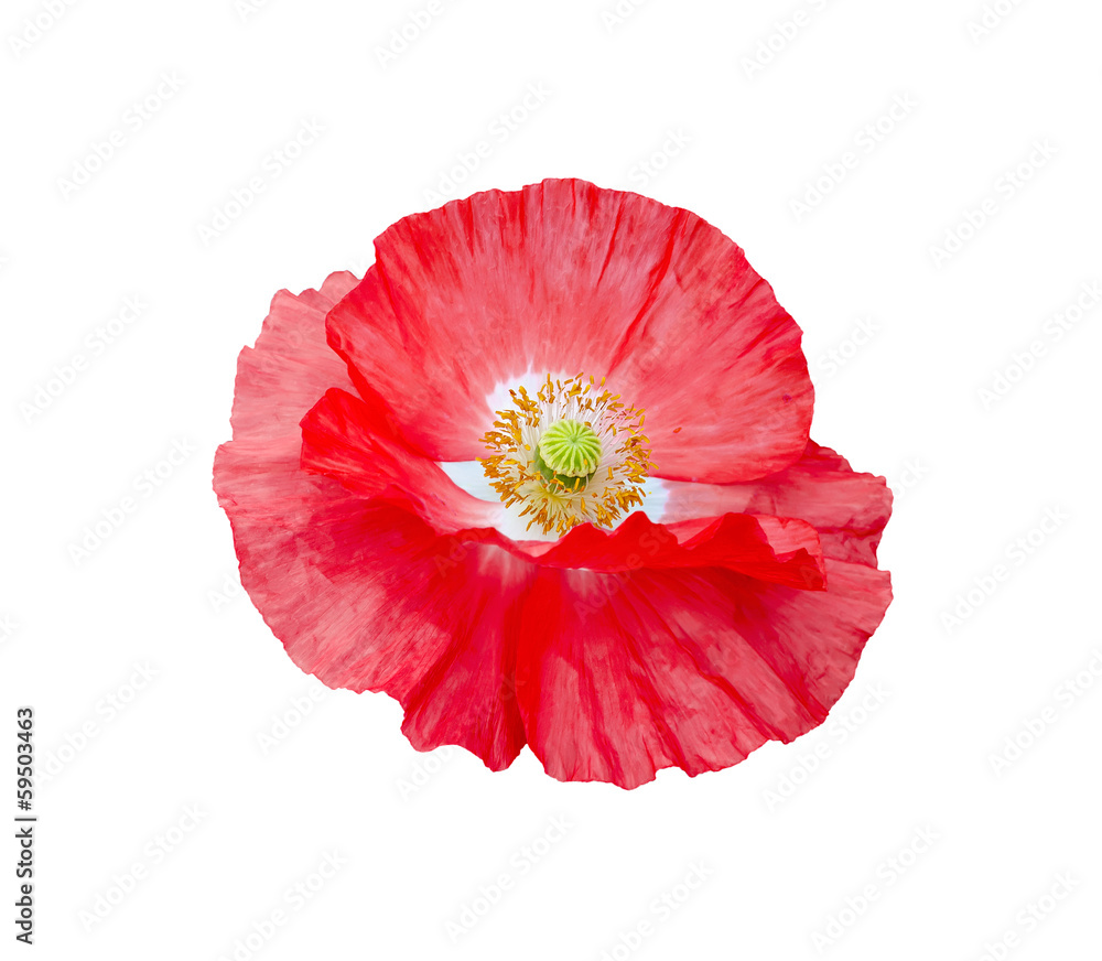 Poppy red with white center and yellow stamens