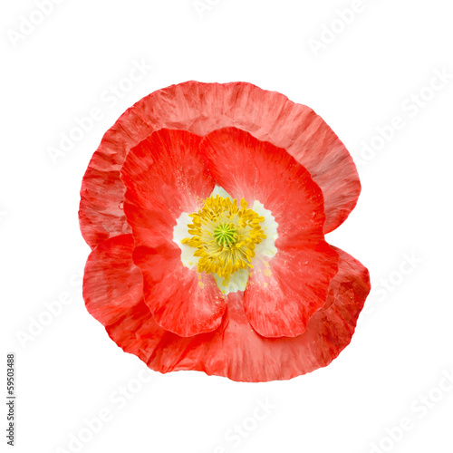 Poppy red with yellow stamens