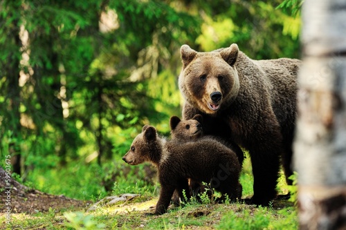 Brown bear family in forest #59503675
