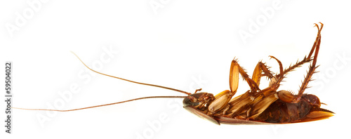 Cockroach profile isolated