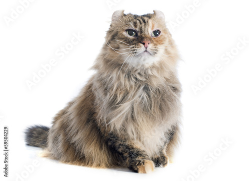 american curl cat photo