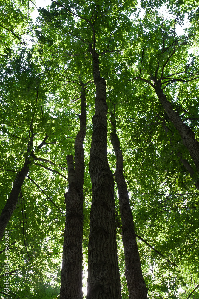 Fototapeta premium Green forest