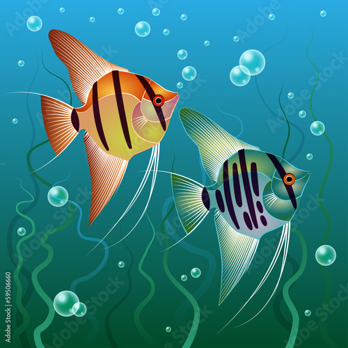 Pterophyllum scalare
