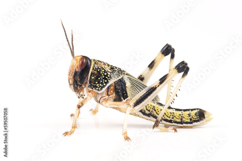 Locust, Desert locust (Schistocerca gregaria), pupa photo