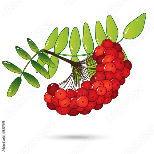 Bunch of red rowan berries with leaves isolated on white
