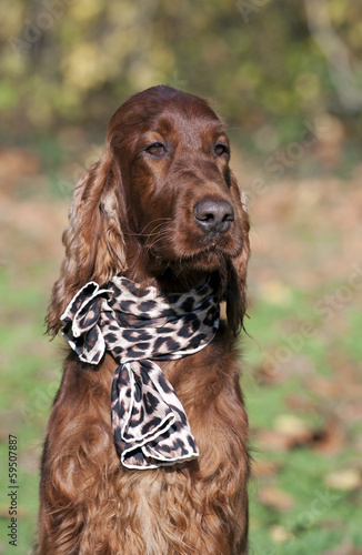 Cute Irish Setter female with a scarf on her neck