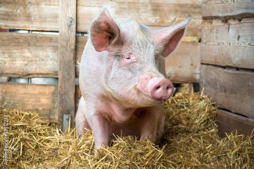 Pig on hay and straw