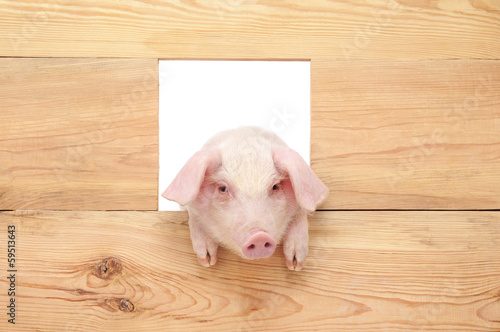 Pig with board