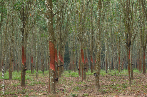 Tapping latex from a rubber trees  in southern,Thailand photo