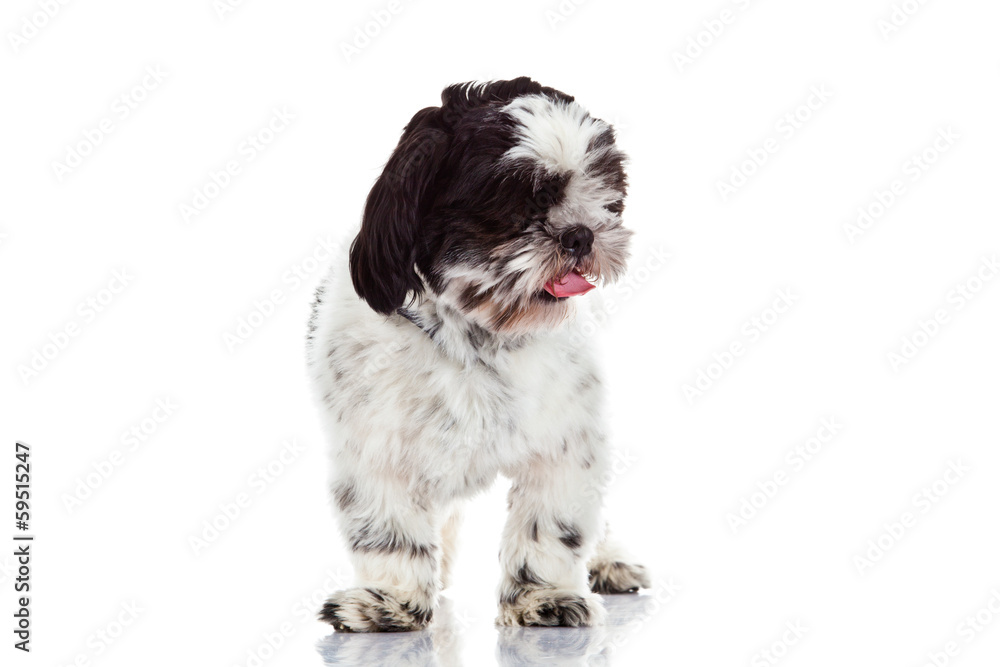 Shih tzu isolated on white background dog Shih tzu isolated on white background dog