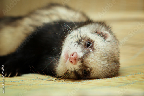 Foto Funny ferret on bamboo mat