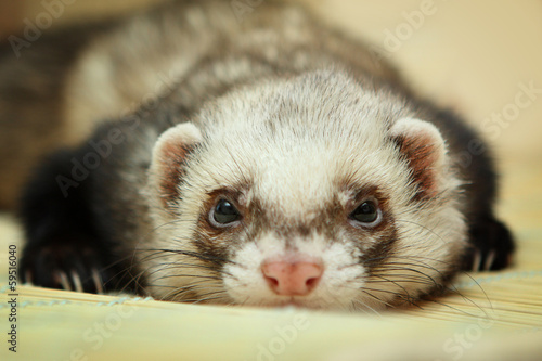 Funny ferret on bamboo mat photo