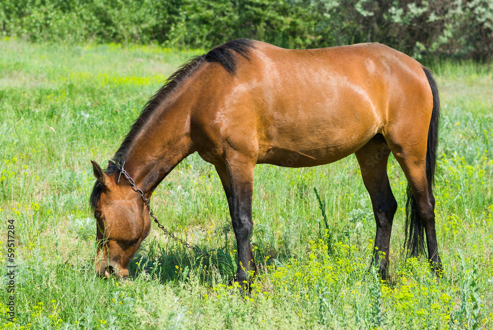 Chestnut horse (mare) grazing fresh grass on a spring pasture. Chestnut horse (mare) grazing fresh grass on a spring pasture.