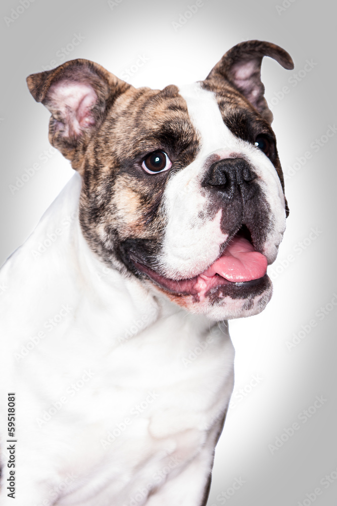 Fototapeta premium Hundeportrait - englische Bulldogge
