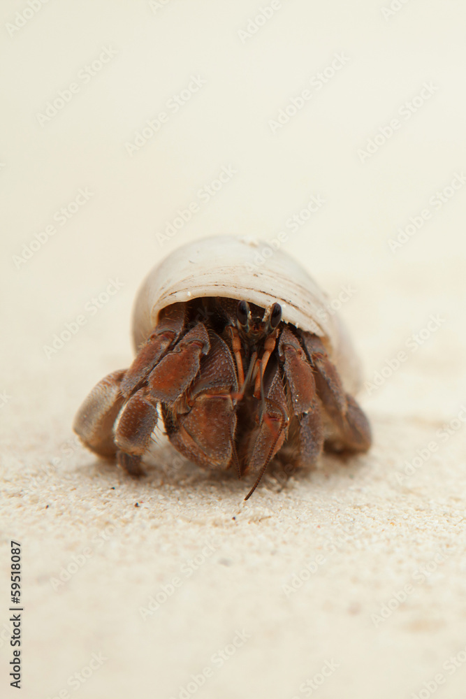 Hermit Crab on the sandy beach