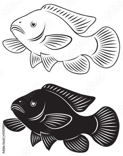 tilapia