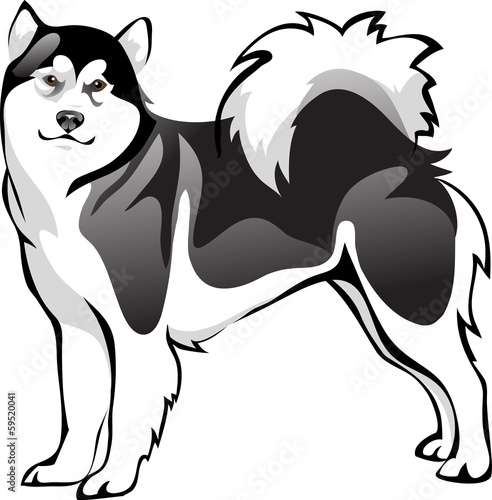 Malamute dog breed