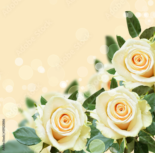 Peach backround with roses ...