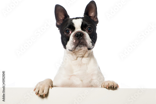 Fototapeta Naklejka Na Ścianę i Meble -  Boston Terrier