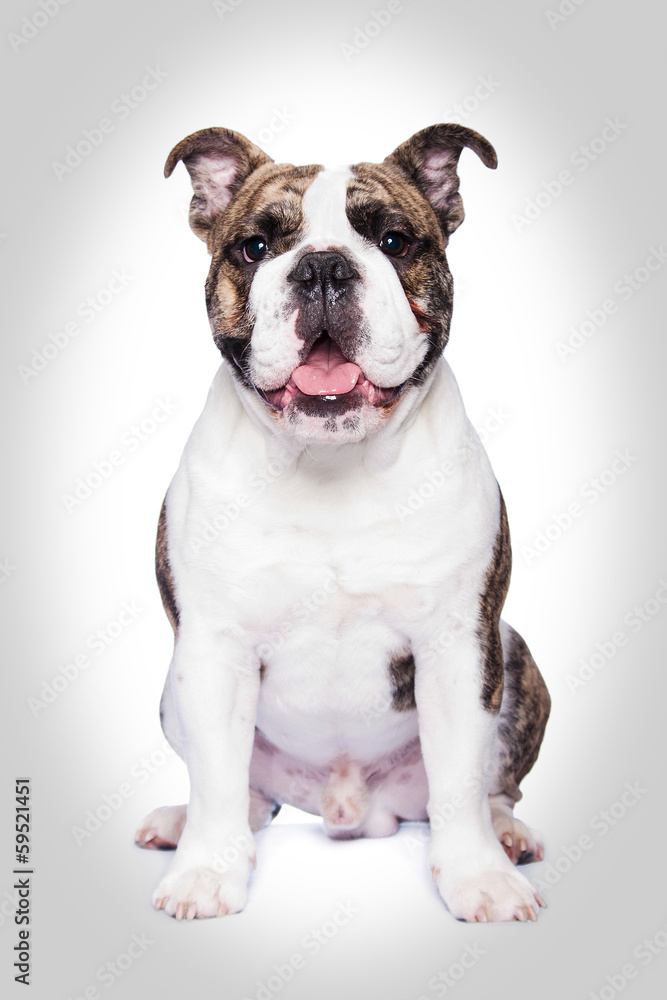 Old English Bulldog