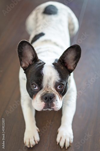 French bulldog laying on the floor