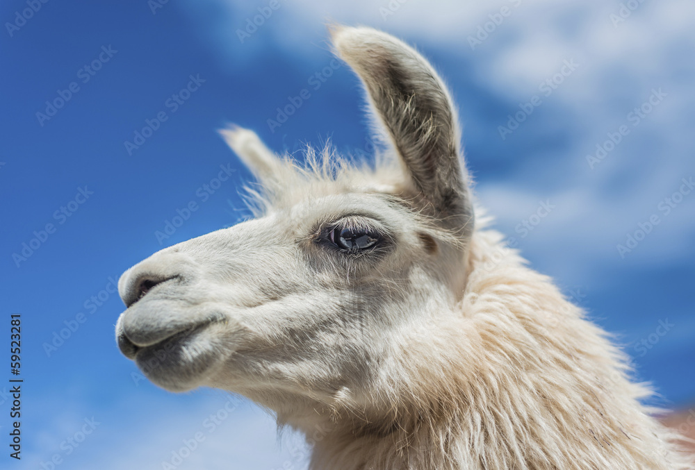 Obraz premium Llama in Purmamarca, Jujuy, Argentina.