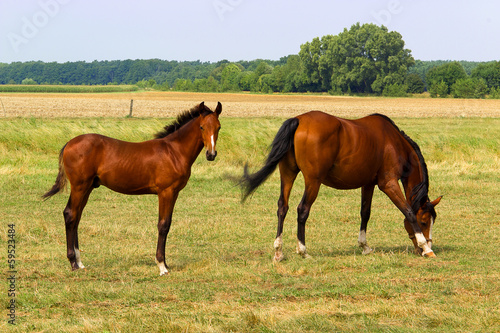 horse mare on a summer pasture