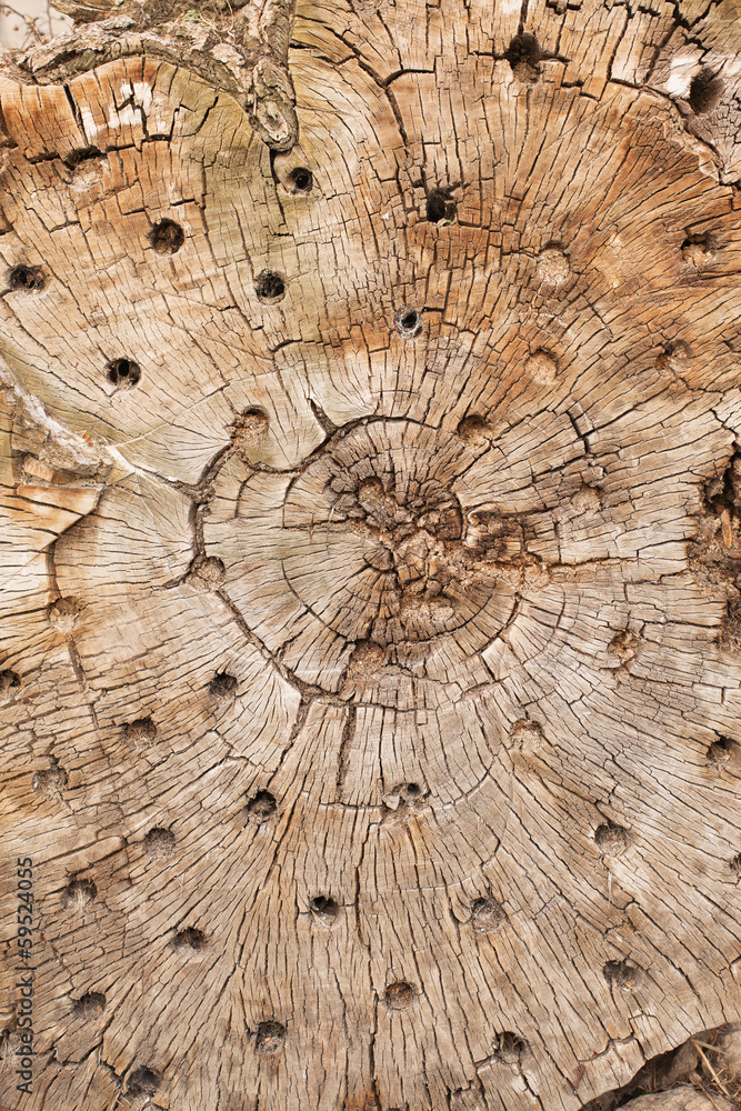 Fototapeta premium Wood texture of cut tree trunk, close-up