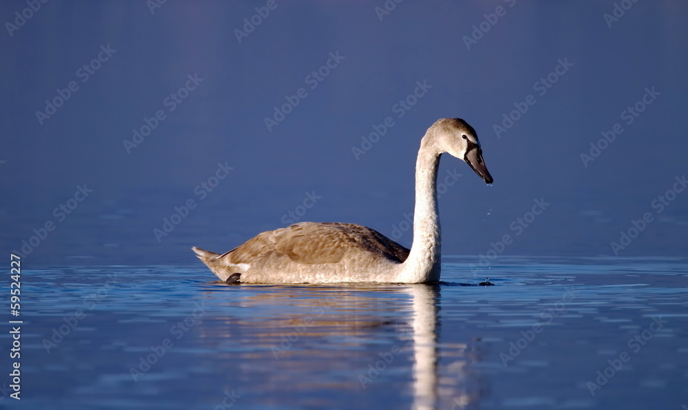 Young mute swan on water Young mute swan on water