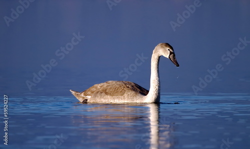 Young mute swan on water