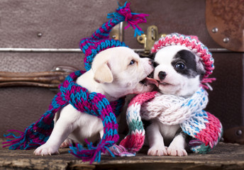 chihuahua puppies couple wearing a knit hat