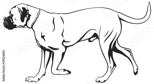 Boxer dog breed