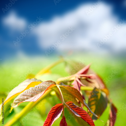 green summer nature bacgroung with leafs photo