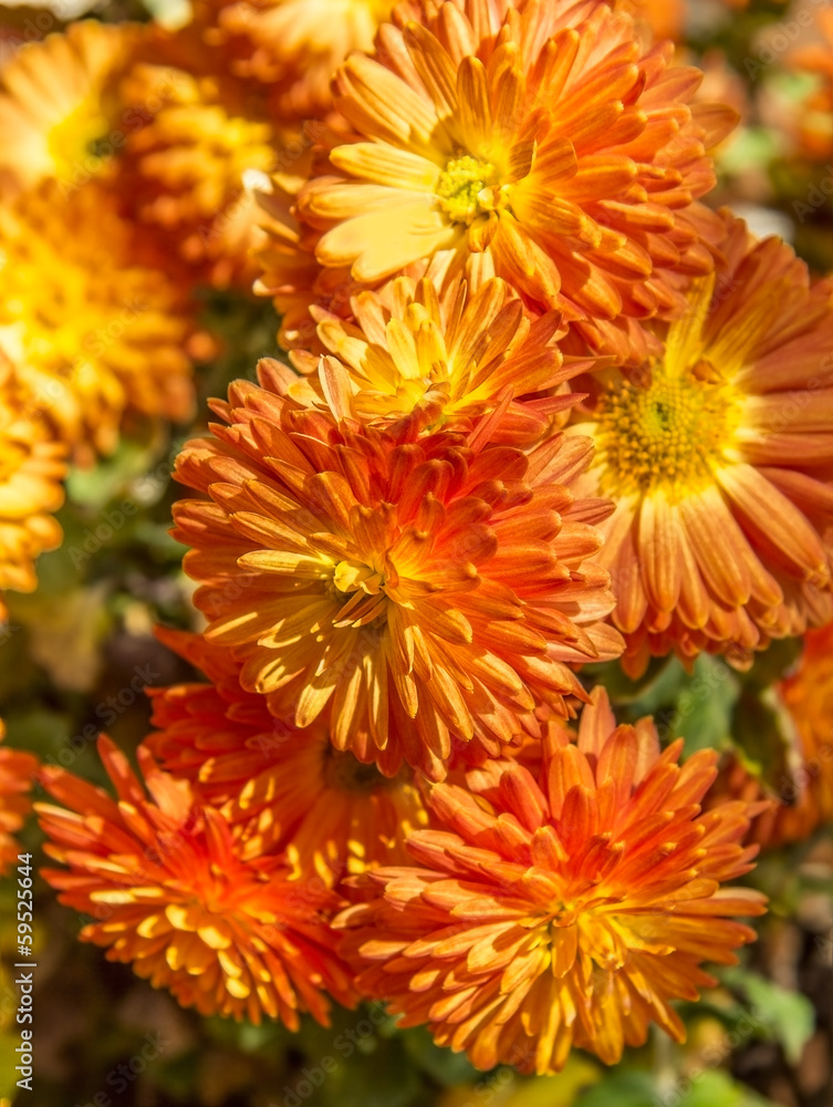 Obraz premium Bouquet of orange autumn chrysanthemums