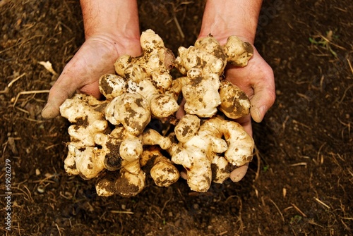Freshly Dug Jerusalem Artichoke