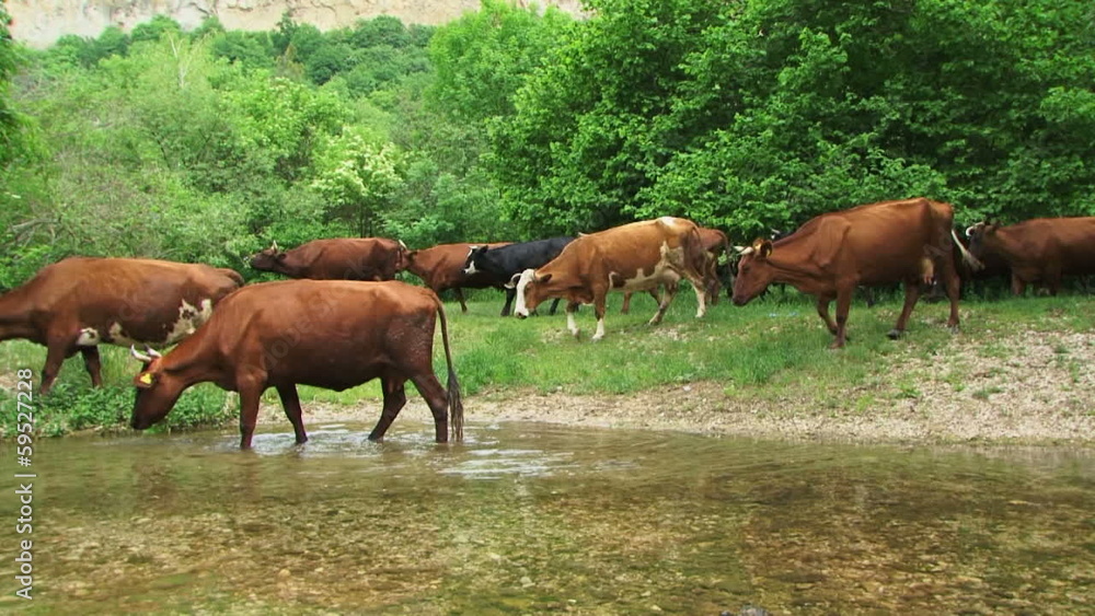 Herd drinking water from the river Herd drinking water from the river