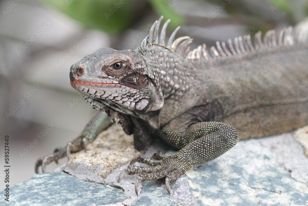 Obraz premium Iguana Reptile