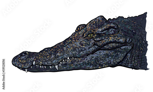 Crocodile's head