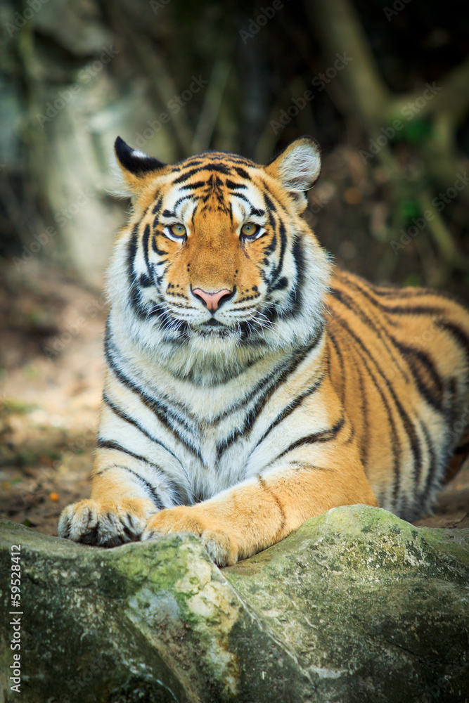 Naklejka premium Tygrys