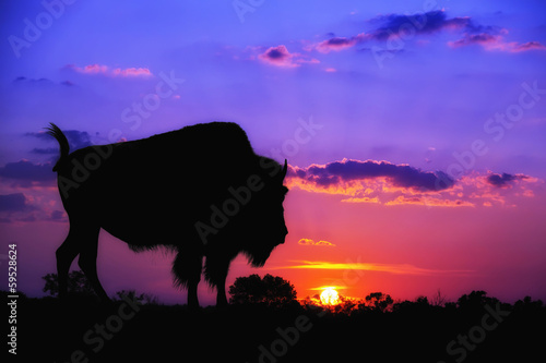 American Bison silhouette against sunrise