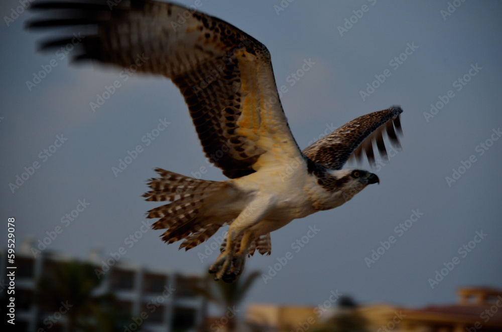 Obraz premium seeadler im flug