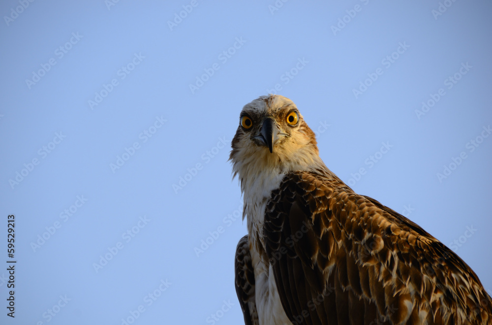 Naklejka premium seeadler schaut in kamera