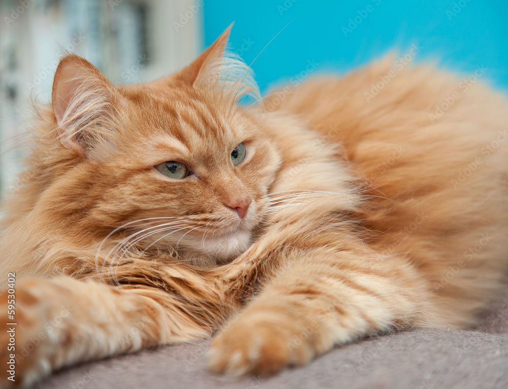 charming fluffy ginger cat