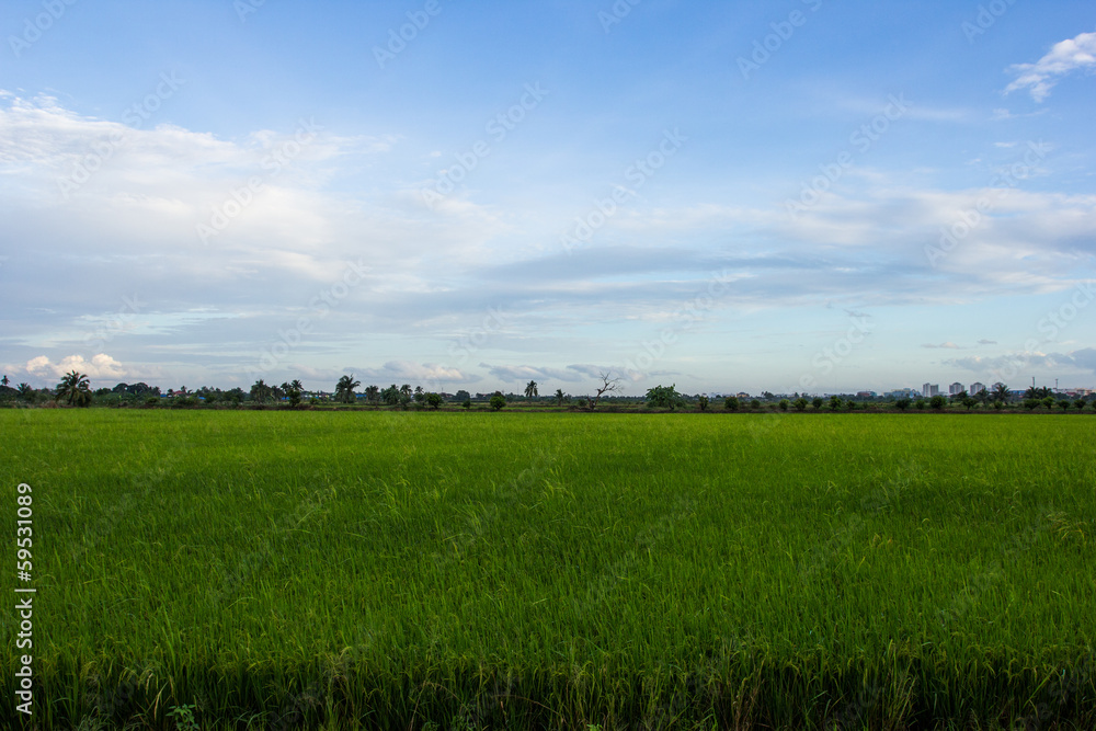 Obraz premium Rice field green grass in blue sky cloud cloudy landscape backgr
