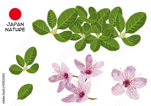 FLEURS - Fusain du Japon et Cerisier du Japon