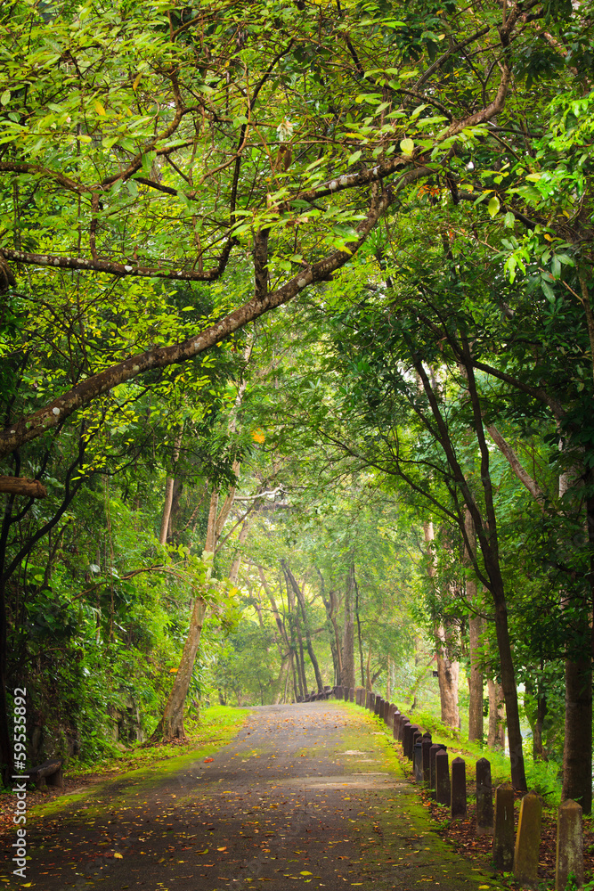 Road to forest, Thailand