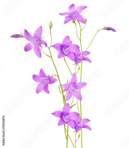 violet campanula flowers composition on white