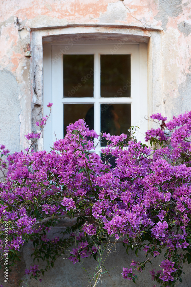 Window with flowers in Saint Tropez