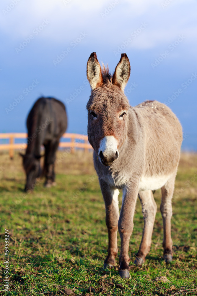 Grey donkey and black horse