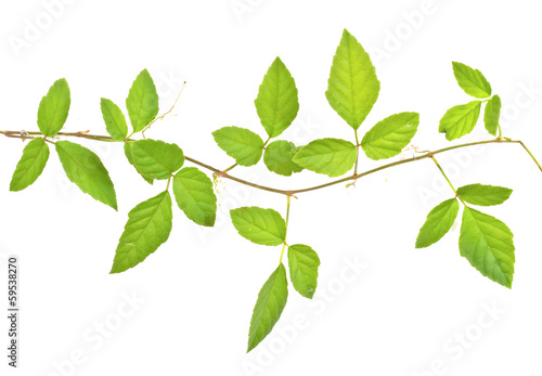 branch of ivy isolated on white background